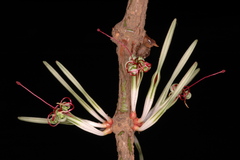 Helicanthes elastica